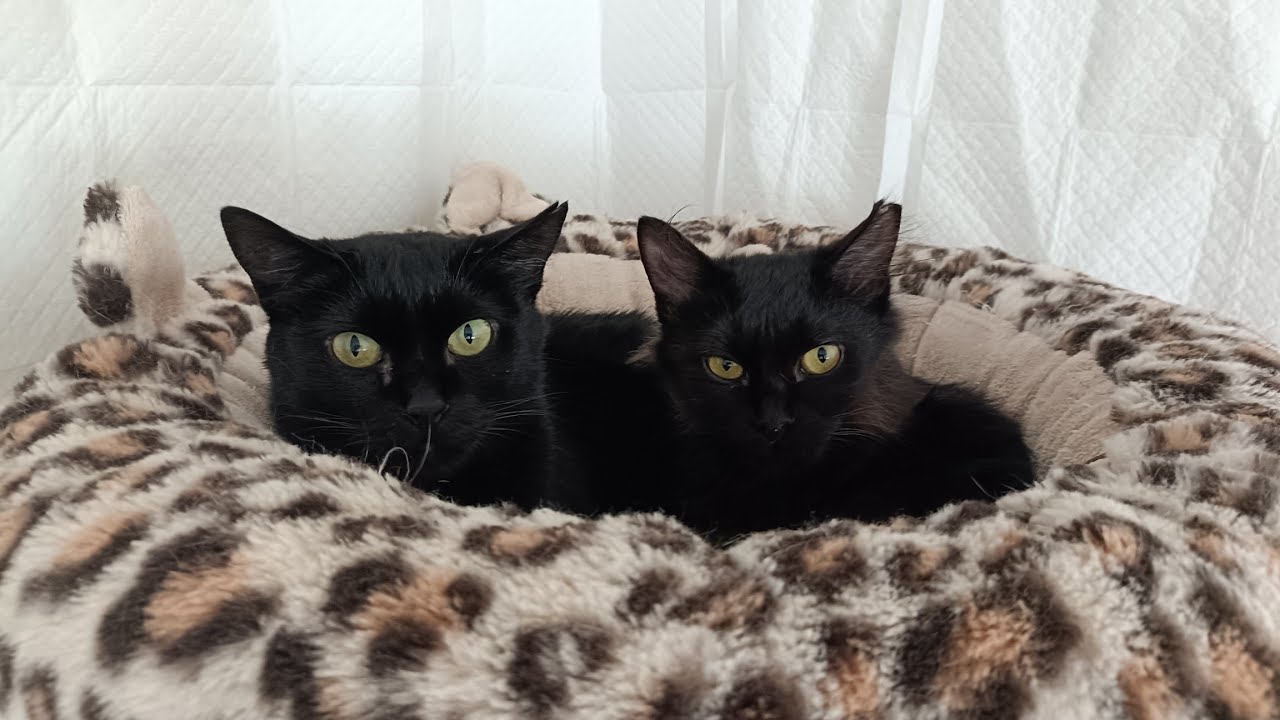 黒猫親子のクロミままとルナ子ちゃん🐈‍⬛🐈‍⬛