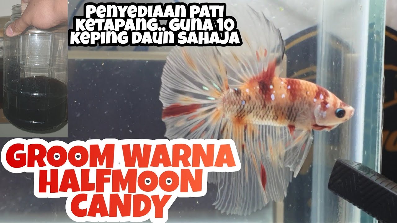 PENYEDIAAN PATI KETAPANG HITAM LEGAM. PROJEK GROOM WARNA CANDY.