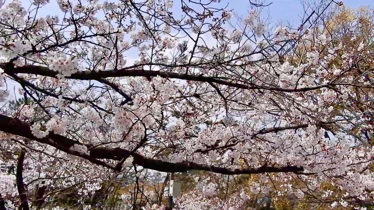 Cherry blossoms 🌸Shukugawa🌸 Japan!