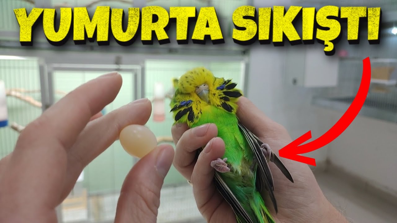 Muhabbet Kuşu Yumurta Sıkışması ve Tedavisi