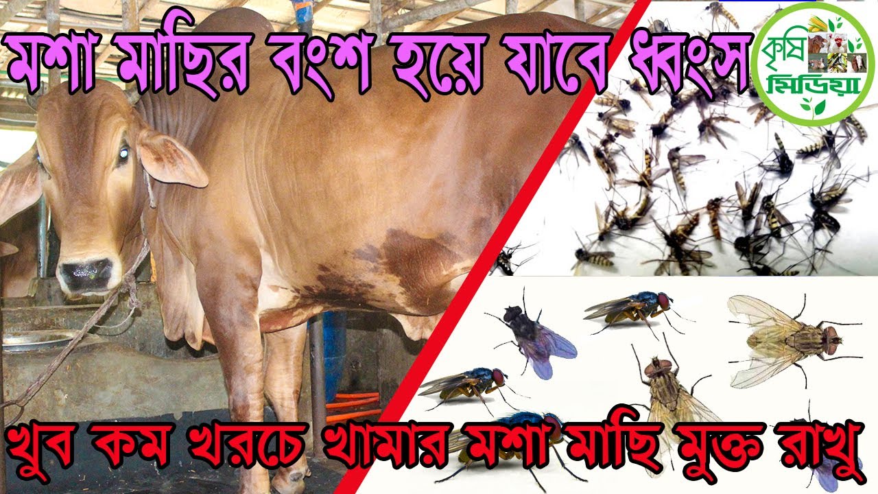 খুব কম খরচে খামার মশা মাছি মুক্ত রাখবেন কিভাবে How to free mosquito free on the farm