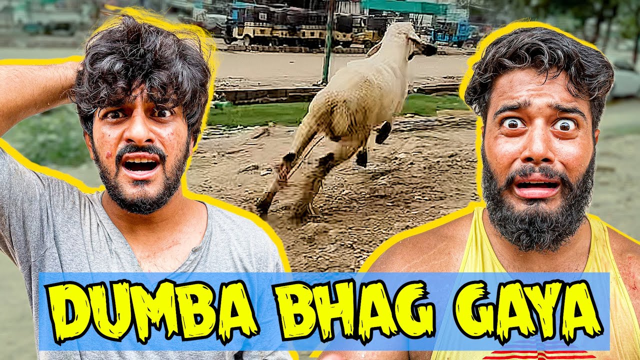 Qurbani se Pehle Dumba Bhaag Gaya 😨😕 | Bablo Qurban Hogaya Alhamdulillah🙂