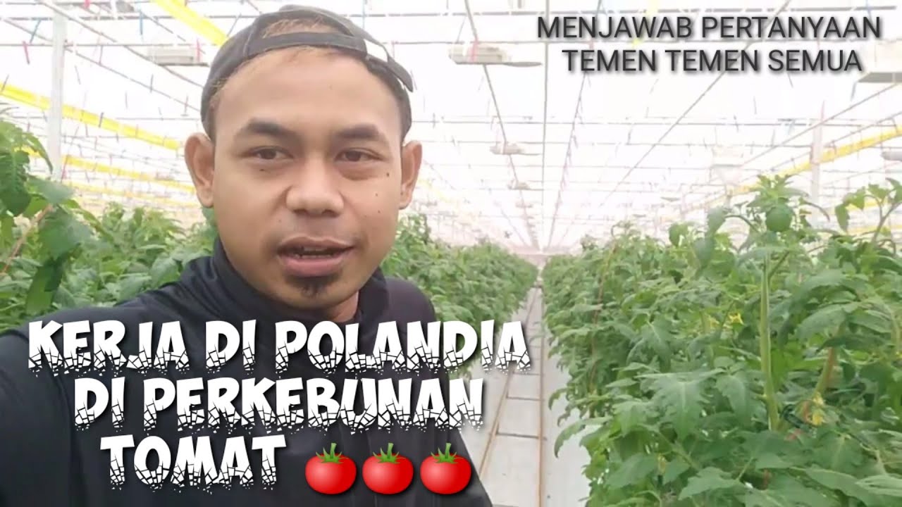 KERJA DI PERKEBUNAN TOMAT POLANDIA