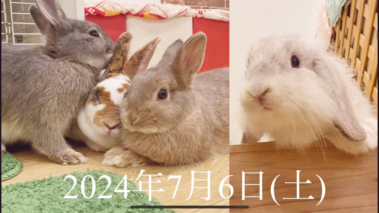 子うさぎちゃん達デビューしました！【2024年7月6日】ティモシーとまるとよつばとこたつ　　今日のうさちゃん達　　by うさぎカフェ もふれる 【Rabbit cafe Moff-rell】