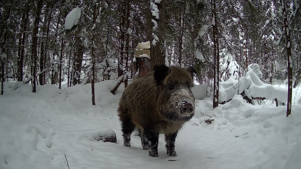 Фотоловушка на солонце! Кто приходил в январе?