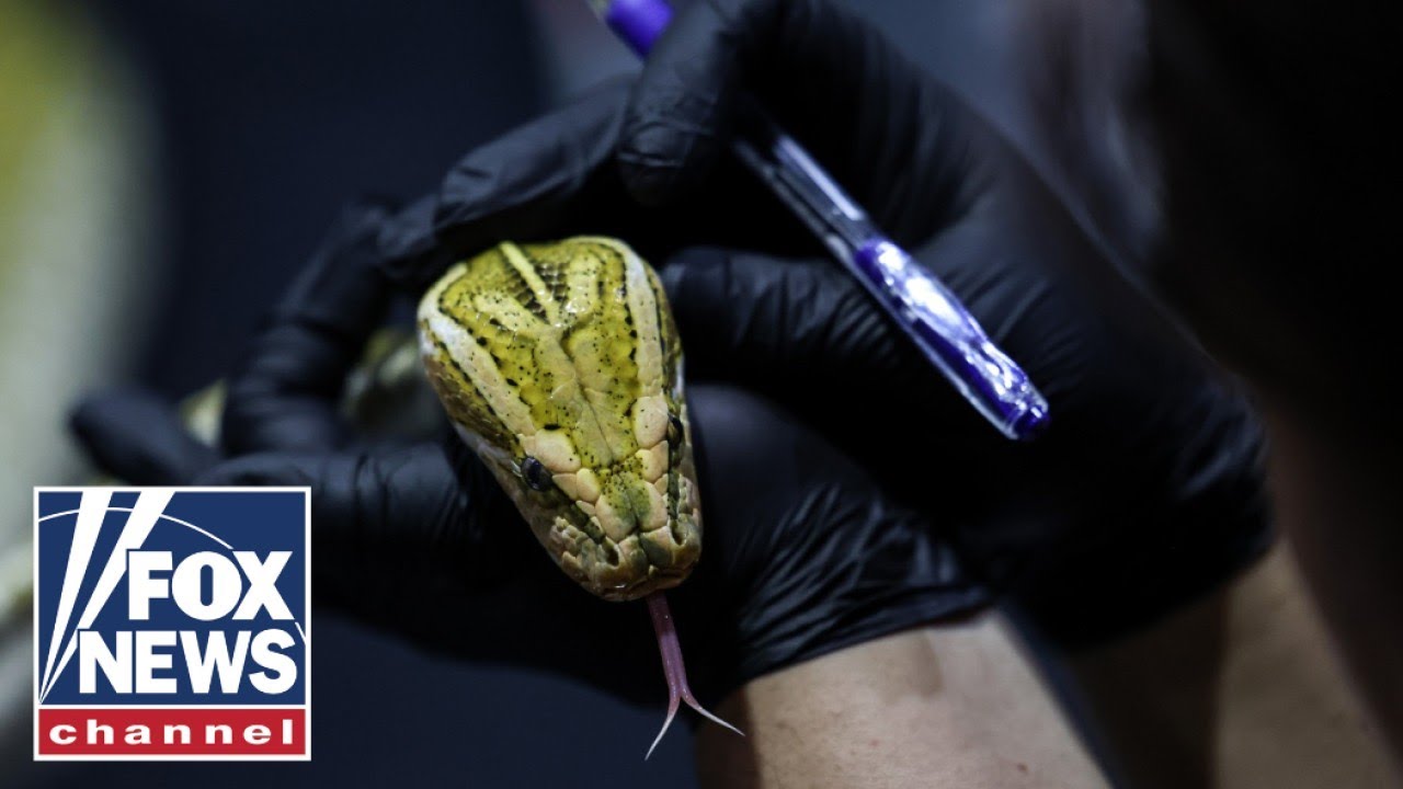 Man allows snakes to bite him in effort to develop anti-venom