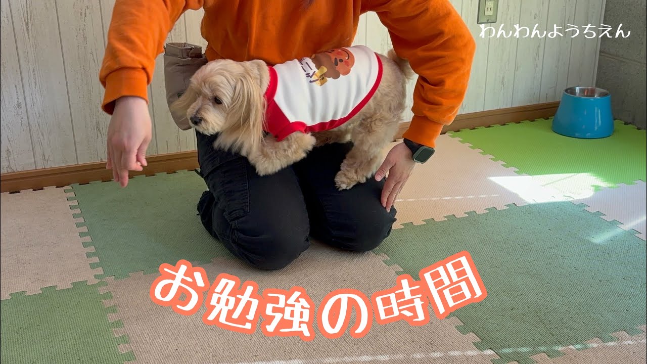 【犬の幼稚園】まずは室内で練習してみよう！！
