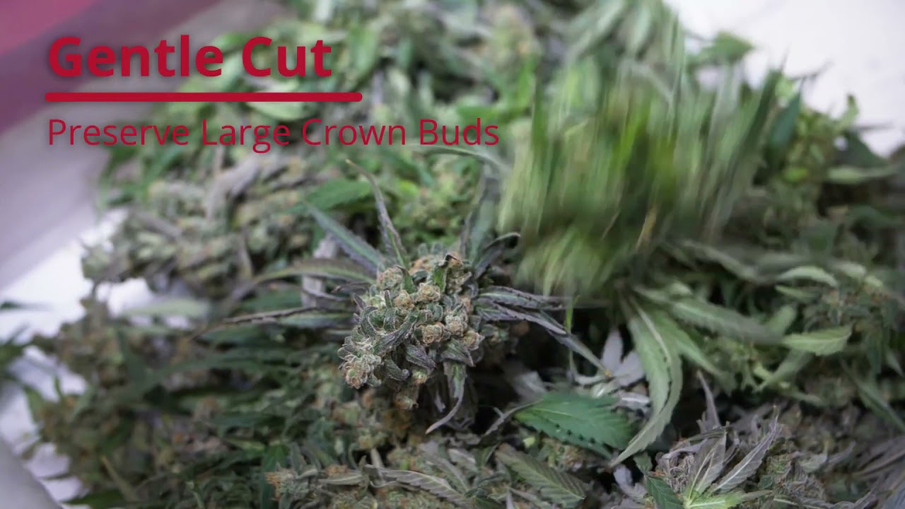 GC Bucker Video