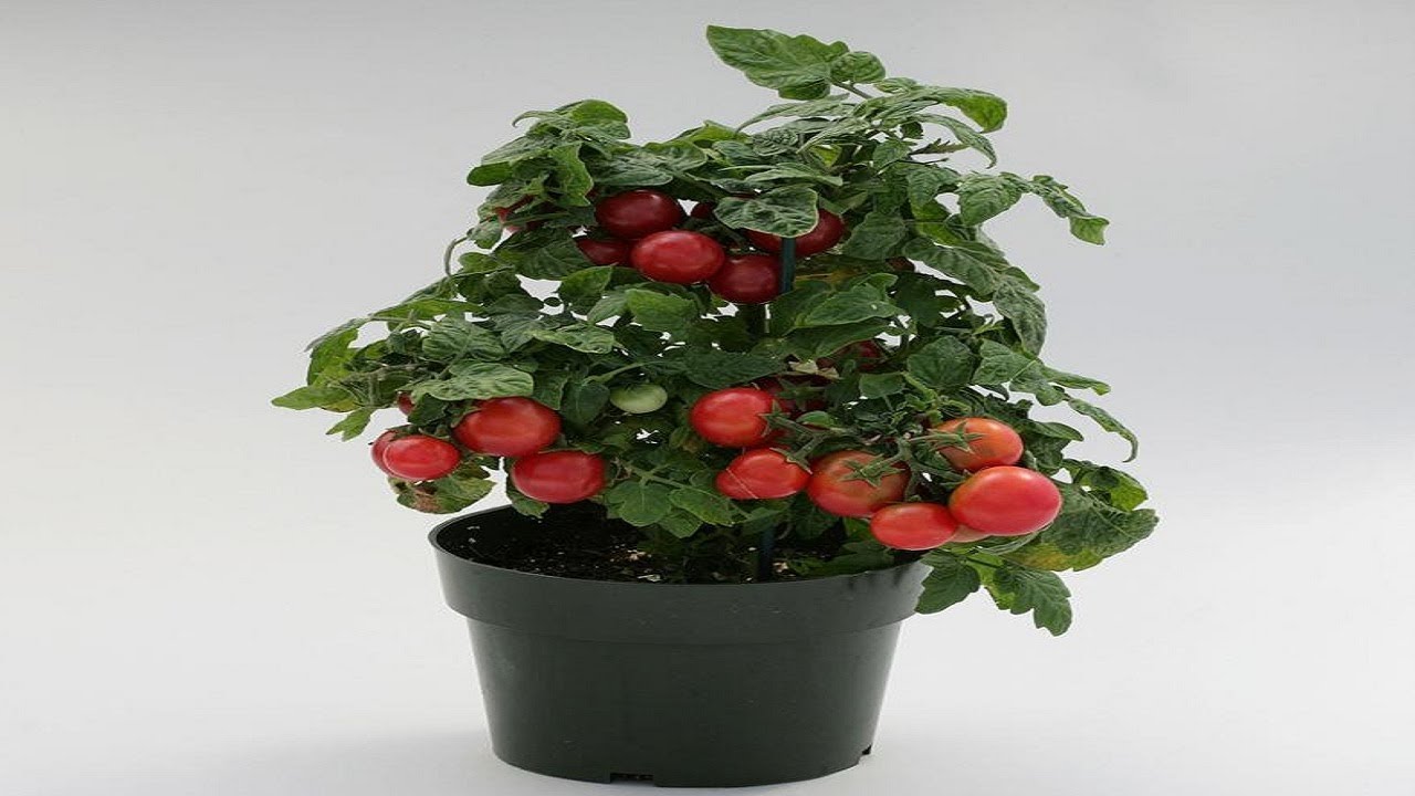 ⟹ What Are Micro Dwarf Tomatoes? Or Tomato plants??