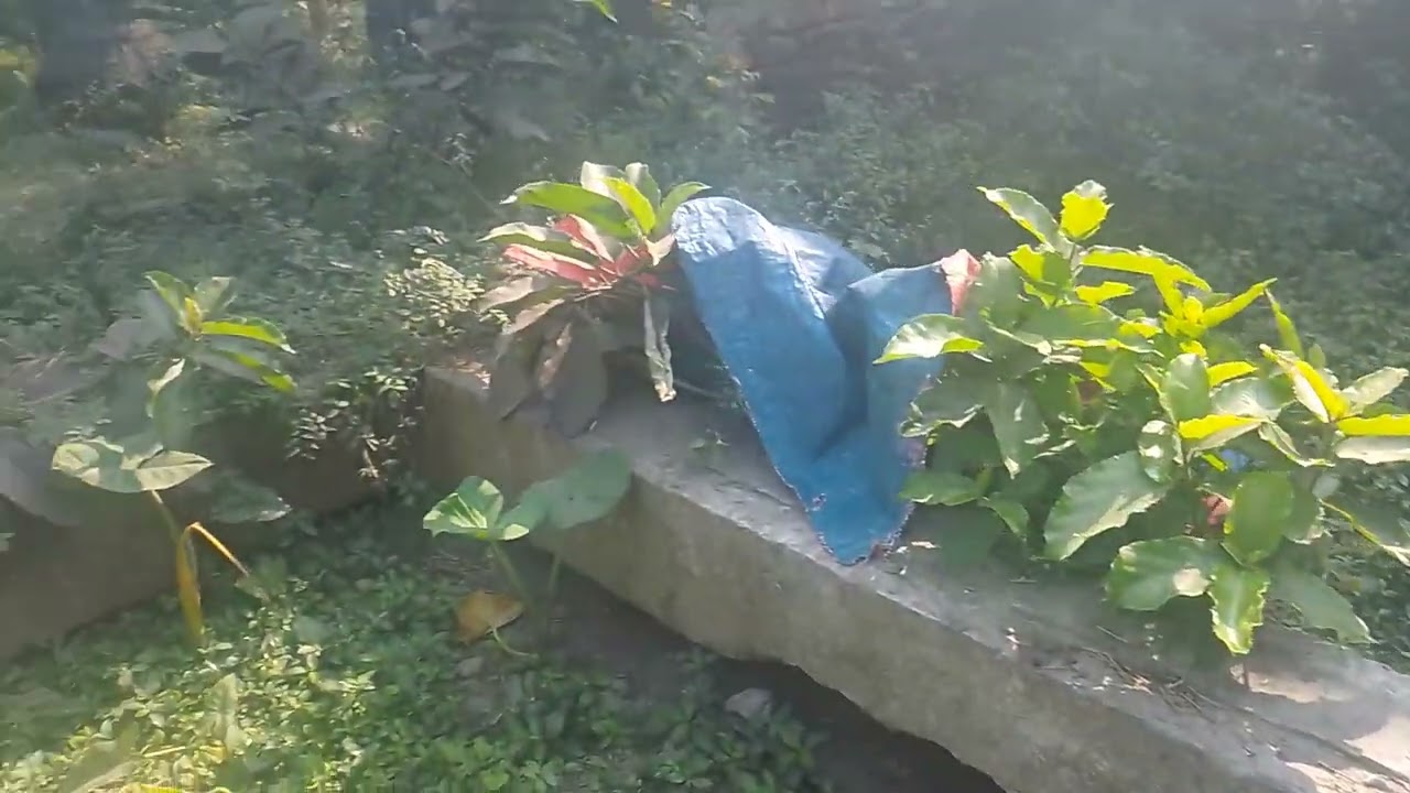 বোডবাজার গাজীপুর  গাছা থানার দক্ষিণ পাশে ৫ কাঠা জায়গা ১০ ফিট রাস্তার সাথে  মূল্য ৬০ লক্ষ ০১৬০৩৮৪৫২৯৯