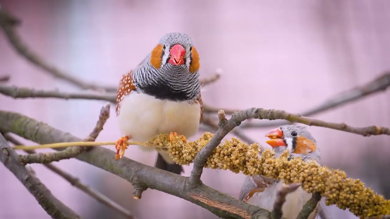 Zebra Finch Sounds | Happy Bird Noises Compilation