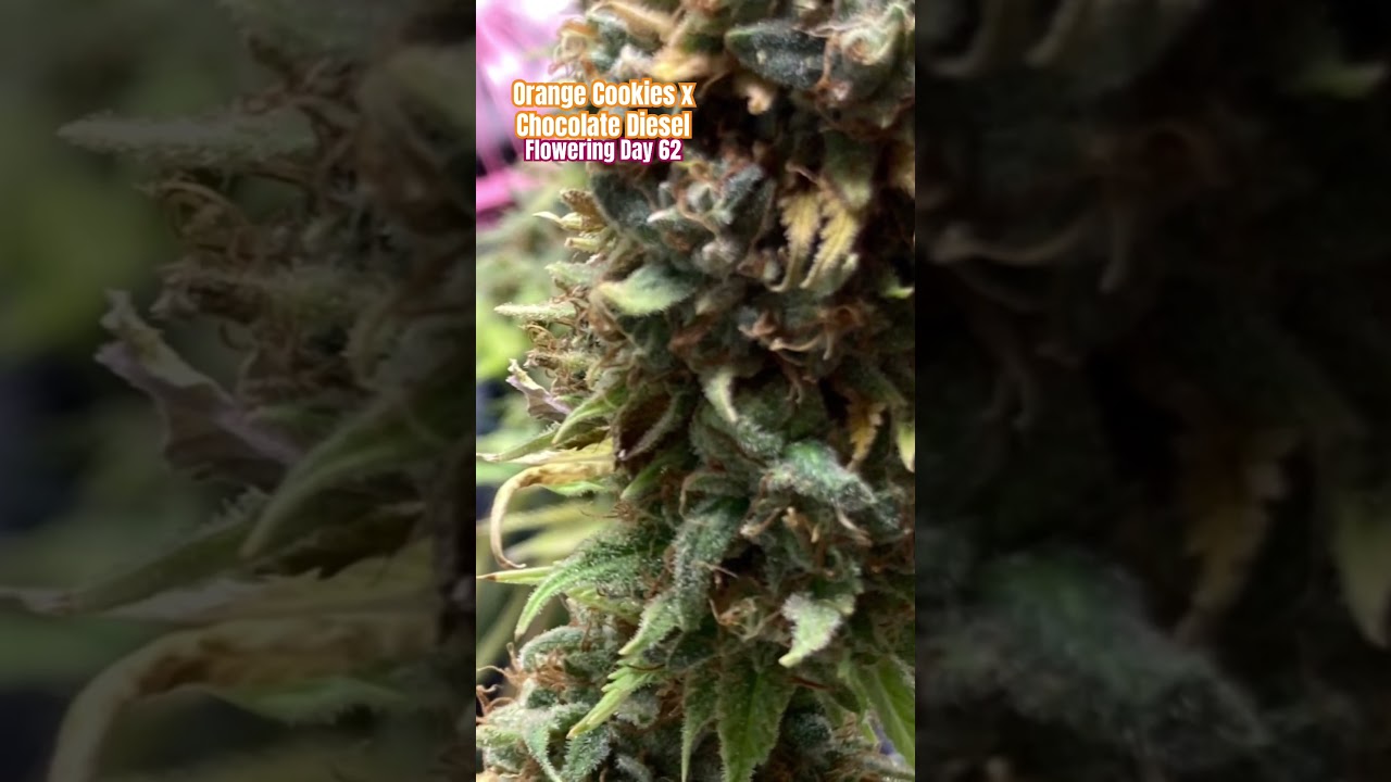 🔥🍫🍊 Day 62 Flowering - Citrus Choco Blaze: Daily Updates on Orange Cookies x Chocolate Diesel! 🍊🍫🔥