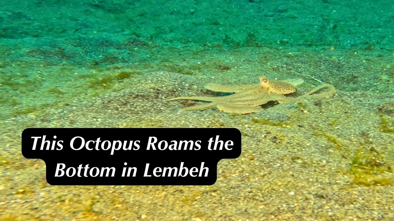 This Octopus is Roaming the Sand!