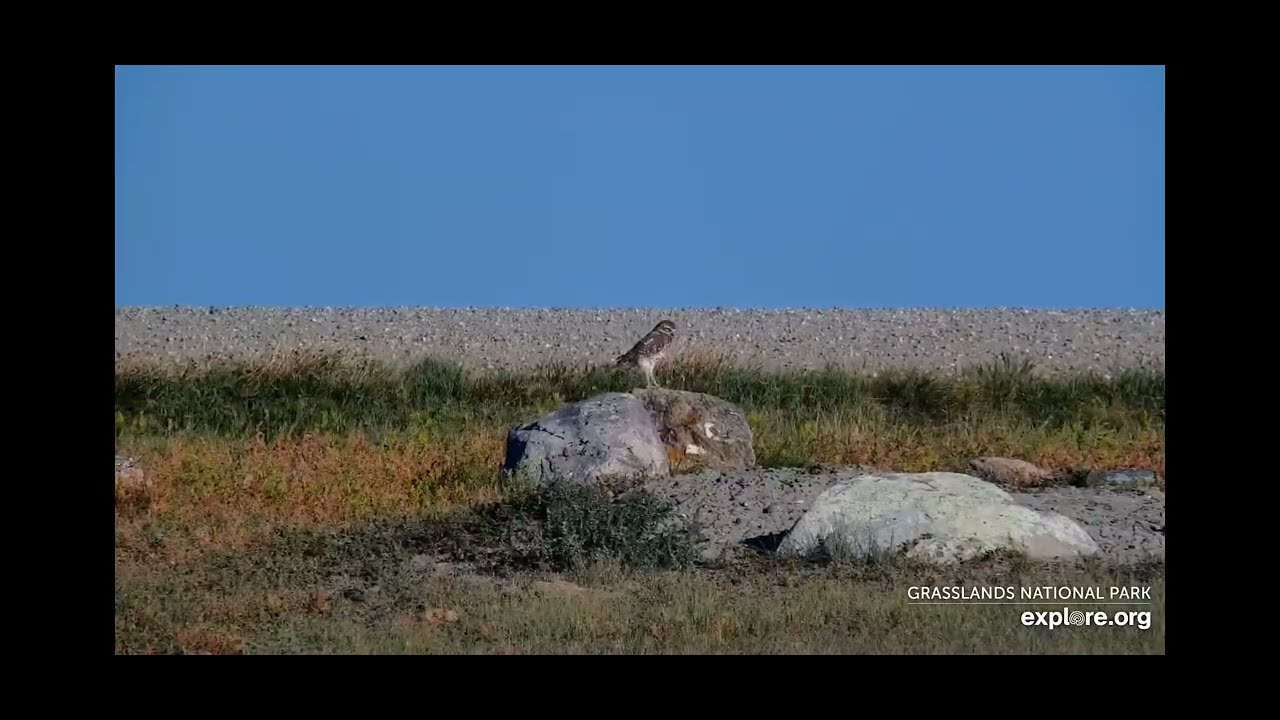 A Burrowing Owl - Bison Watering Hole - explore.org - Grasslands National Park