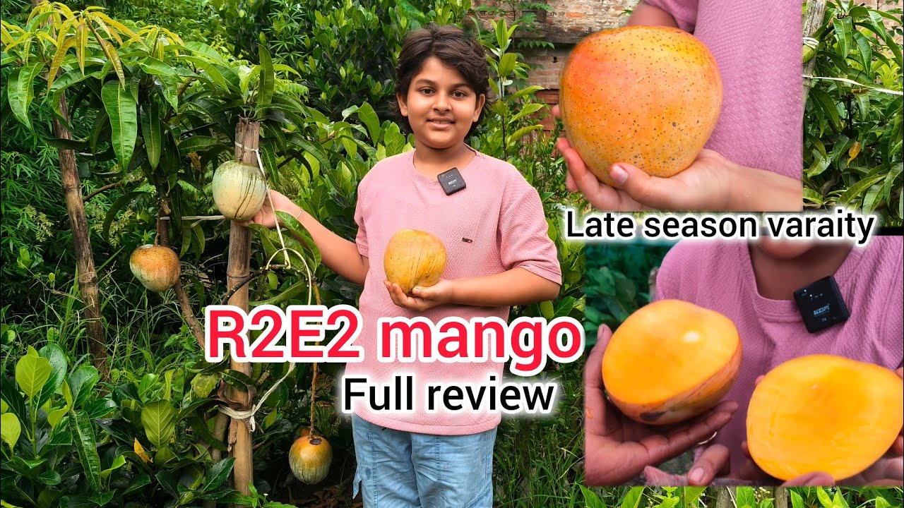 R2E2 Mango full review/Mango farming/Afsana Nursery/Ph -7601949430