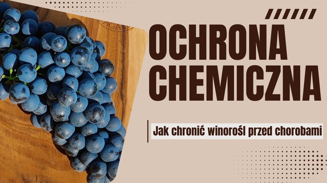 Ochrona chemiczna winorośli, czyli jakie środki mamy do dyspozycji w 2026 roku