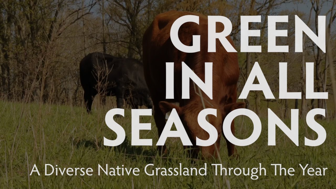 A Diverse Native Grassland - Green in All Seasons