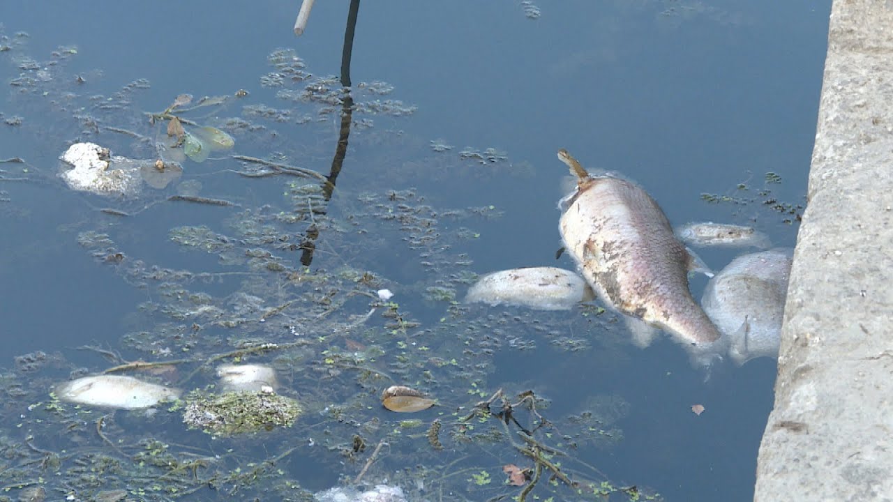 Tevere, morìa di pesci a Roma