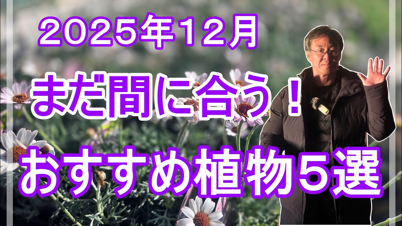 [Садоводство] Сажайте в декабре и наслаждайтесь до весны! 5 рекомендуемых растений (декабрь 2025 г.)