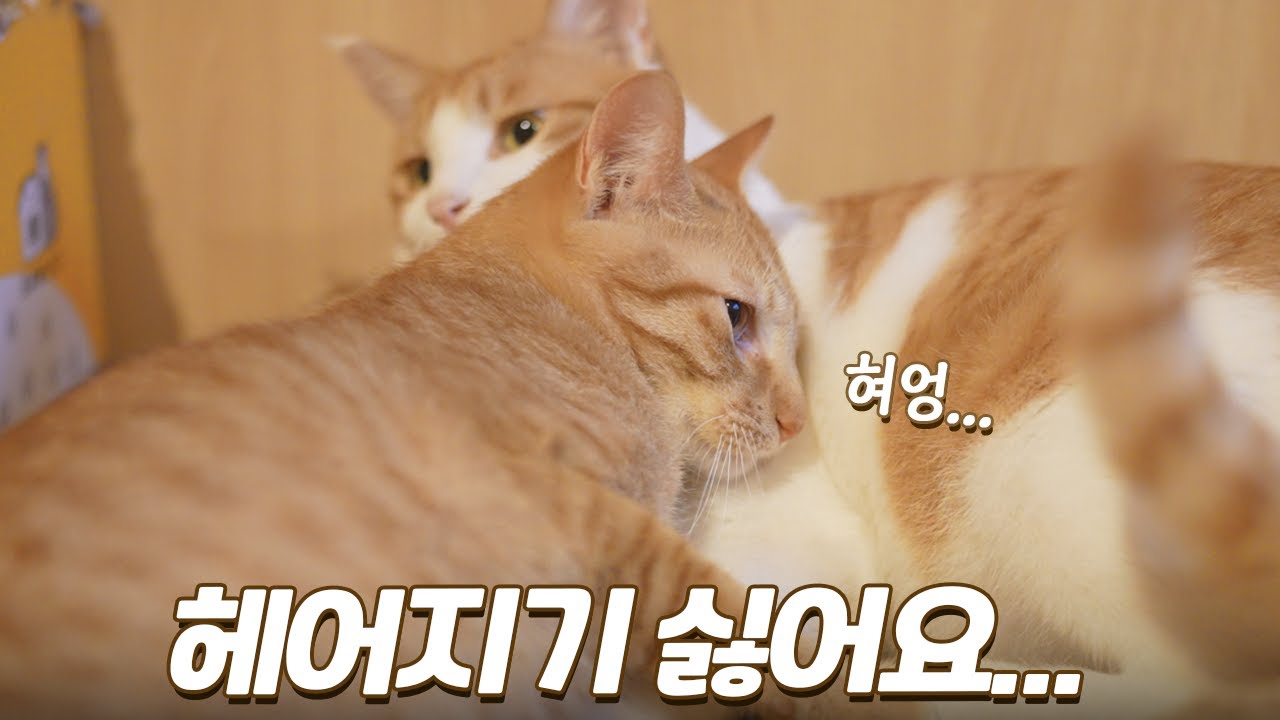 24시간 자석처럼 붙어있는 고양이 형제들... 이러면 곤란한데;;;