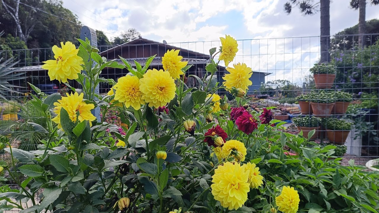 Replante pneus com suculentas+compras e as flores encantando o jardim 