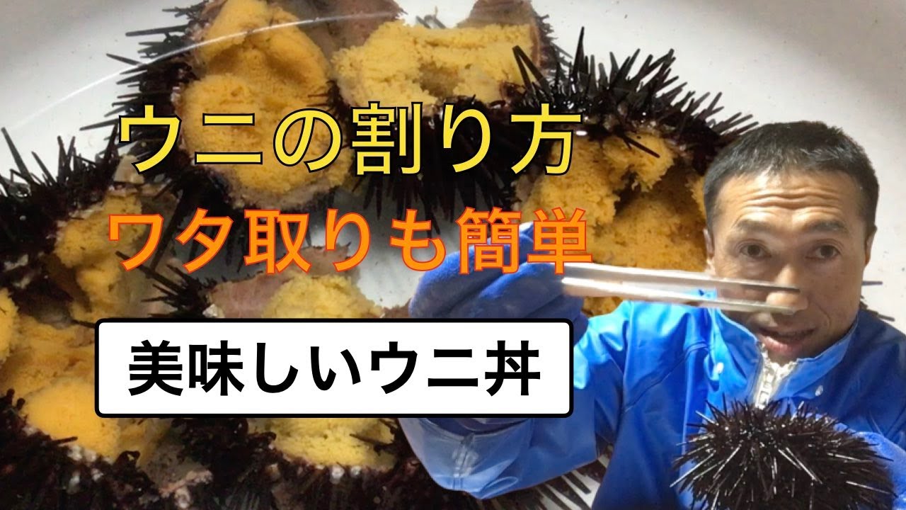 【ウニの割り方、捌き方、ワタの取り方】漁師が伝授（身を傷つけない方法）