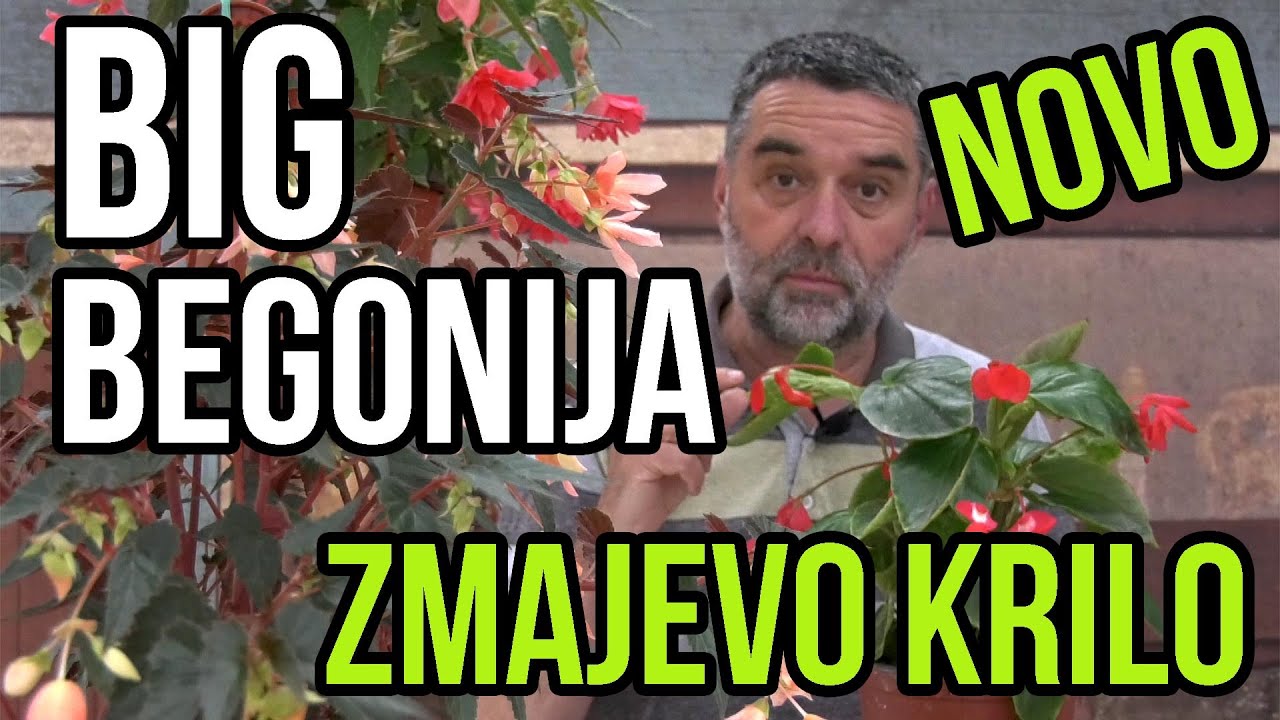 Big begonija-biljka za osunčane prostore