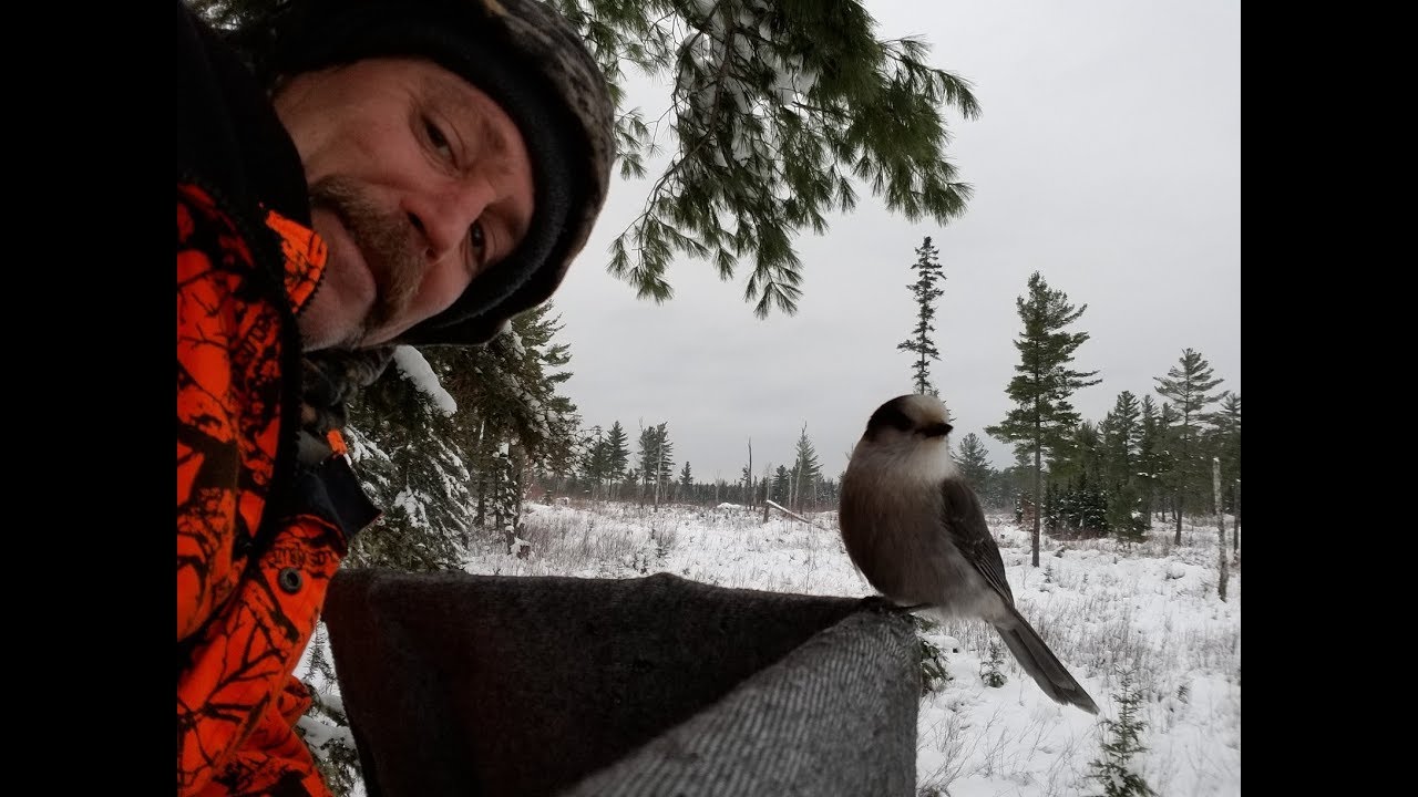 Grey Jays. Whisky Jacks. Camp Robbers. Eating out of my hand in the deer stand.