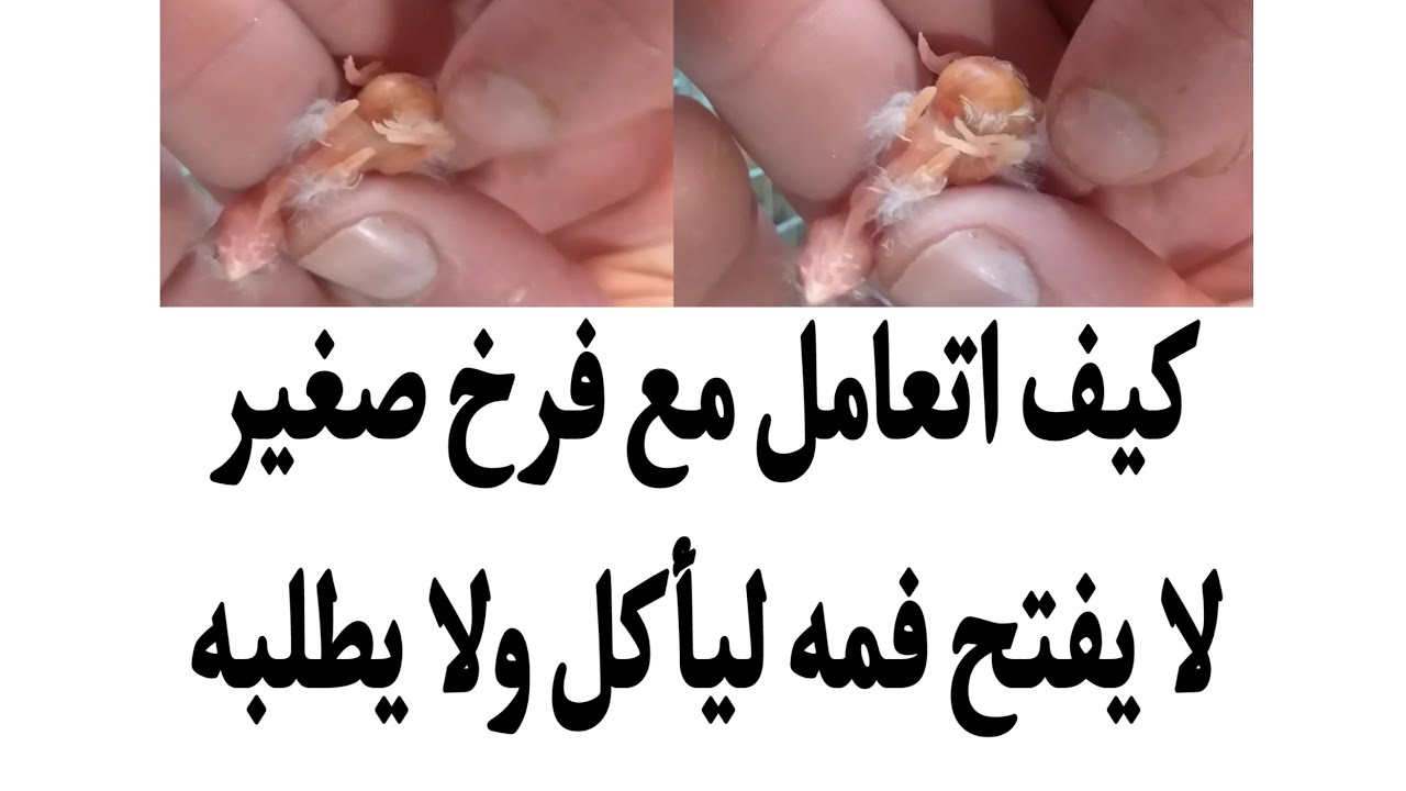كيف اتعامل مع فرخ صغير لا يفتح فمه ليأكل ولا يطلبه