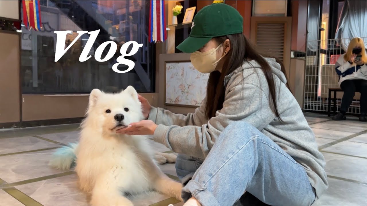 사모예드가 가득한 이곳은 천국🐻‍❄️🐶 | 겨울이 머무는 집 | 사모예드 애견카페 | 원조마포소금구이 본점 | 잠실 젠젠
