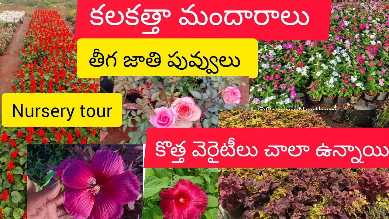 కలకత్తా మందారాలు,6 రకాలతులసి, తీగగులాబీ..ఏమి కొనాలో కూడా అర్ధం కాదు