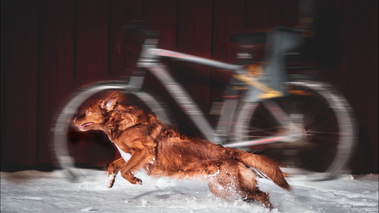 BIKING Routine with my DOG