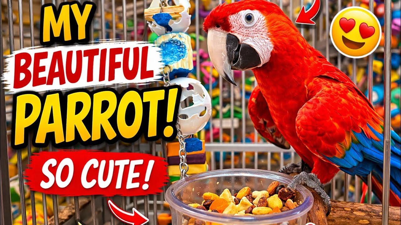 Smart Parrot Talking and Having Fun 🦜