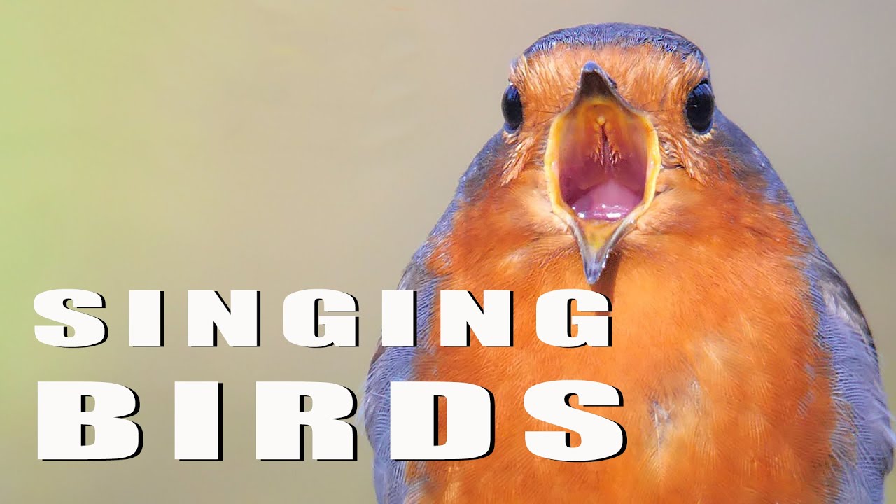 SINGING BIRDS
