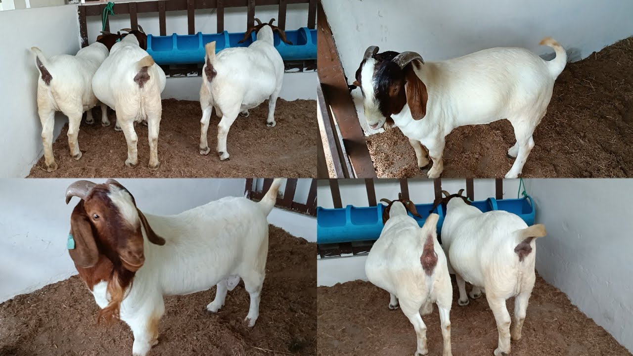 As Boer da EXPAPI 2023 em Campina Grande PB só Boer Elites. 👆🏻🐐💥✅