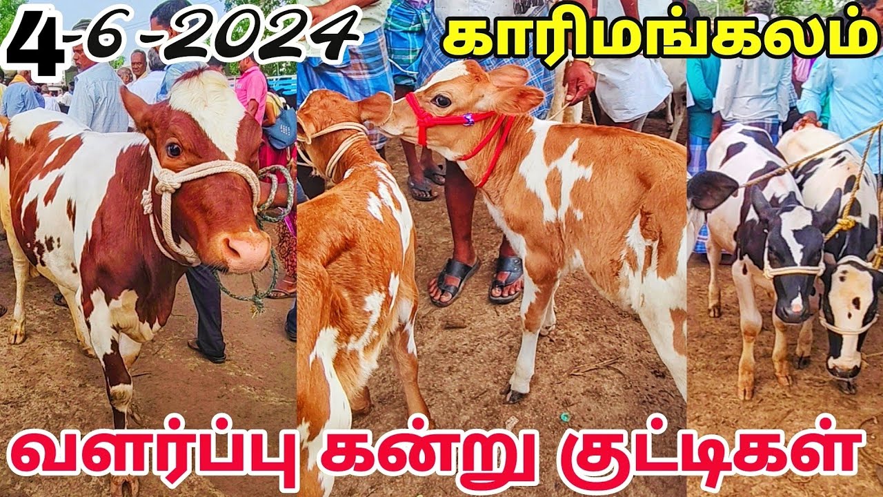 4-6-2024 karimangalam cow market வளர்ப்பு கன்று குட்டிகள் இந்த வாரம் சந்தை நிலவரம் தருமபுரி மாவட்டம்