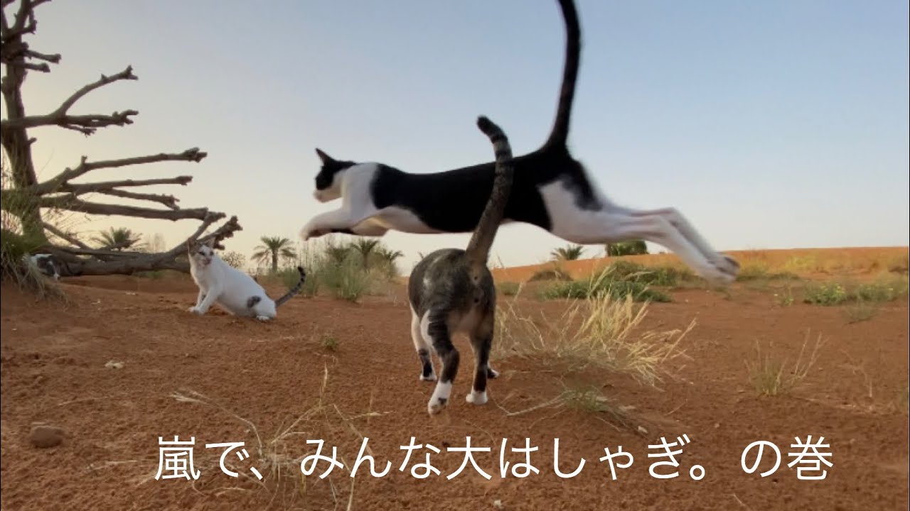 嵐の後は、猫も犬もガゼルも鳩も人も、大はしゃぎ。The special day in the desert.