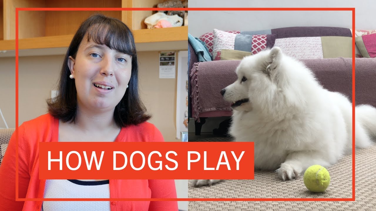 How Dogs Play | Sophie Barton