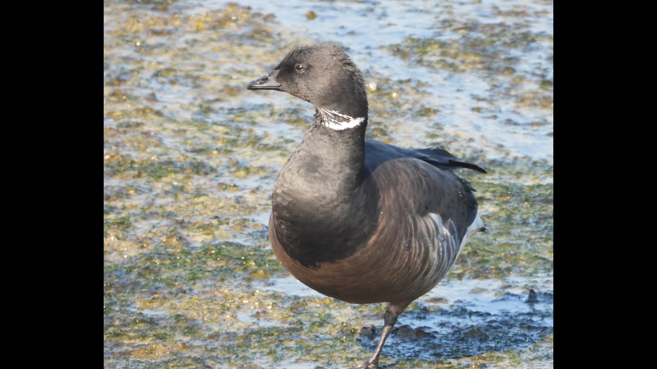 Rotganzen - Kustvogels bij de Brouwersdam