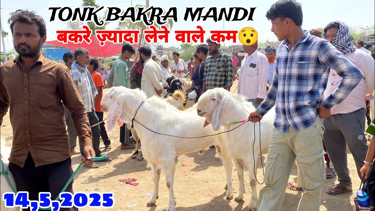 RAJASTHAN TONK BAKRA MANDI LIVE UPDATE COVER WITH PRICE | #tonkbakramandi
