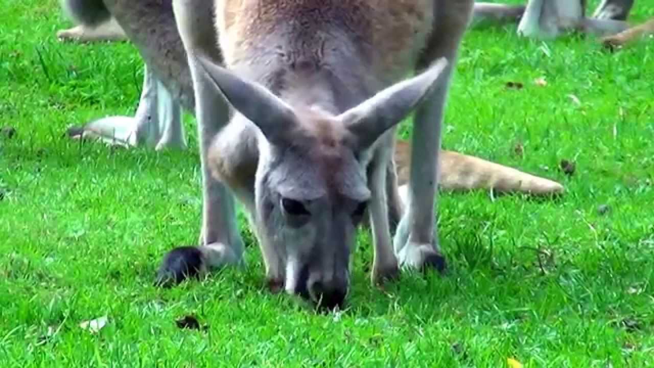 Kangaroo parma Kangur parma Macropus parma