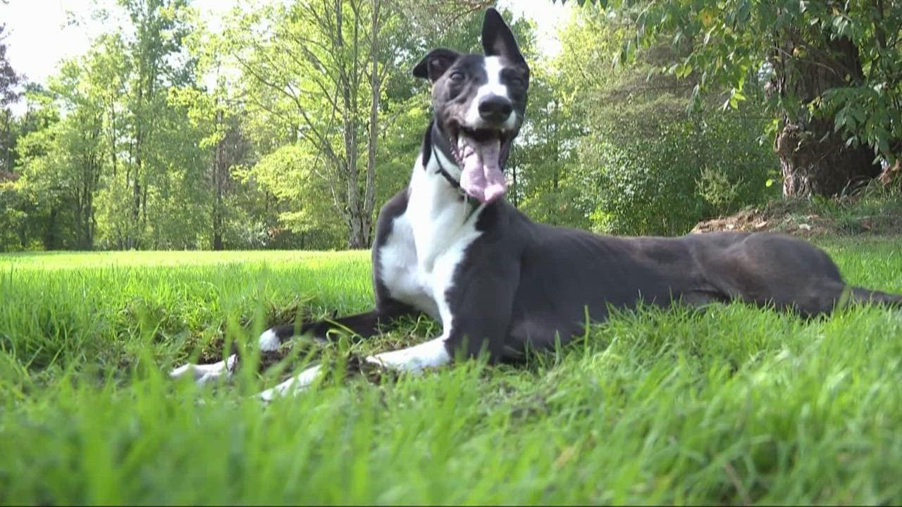 As U.S. tracks close, greyhound rescue sets sights on retired racers overseas