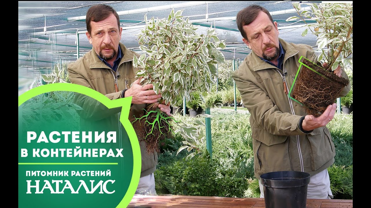 Растения в контейнерах: нюансы, посадка, удобрение
