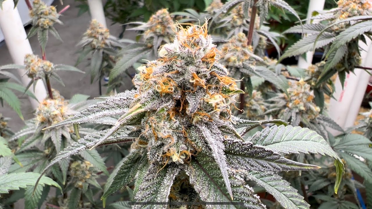 Indoor Medical Cannabis Garden: Sugar Shack, Sour Diesel, Simonster, MI Badass, Candy Rain