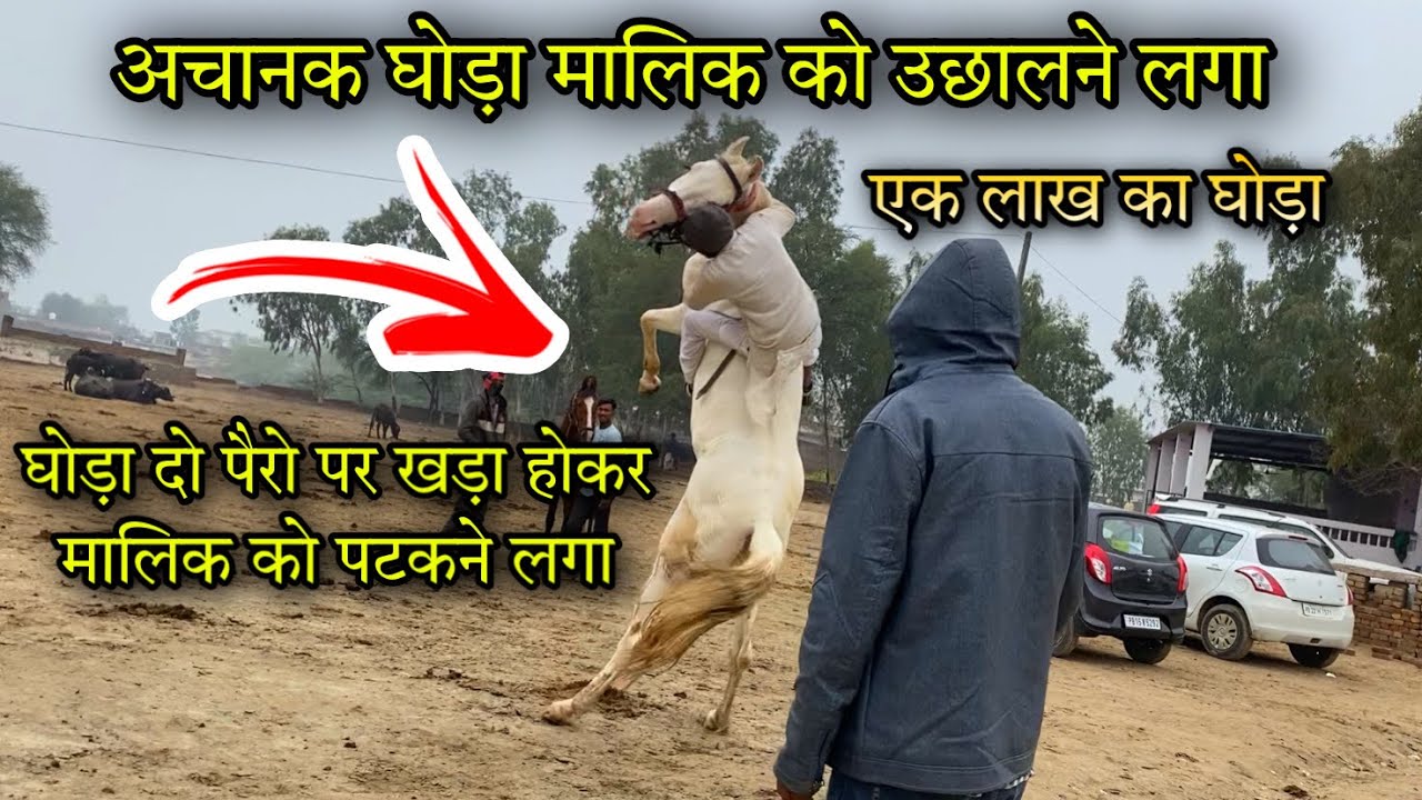व्यापारी आया घोड़ा ख़रीदने अचानक घोड़ा उछलने लग ! मालिक को ज़ोरों से कैसे पटका देखे ! Muktsar mandi