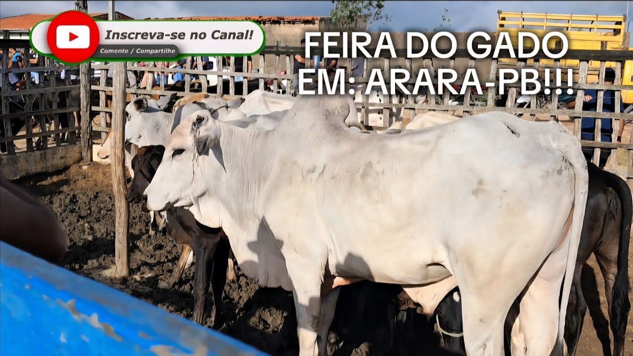 FEIRA DO GADO EM: ARARA-PB!!! 16/02/2026. 📹🏜🤠