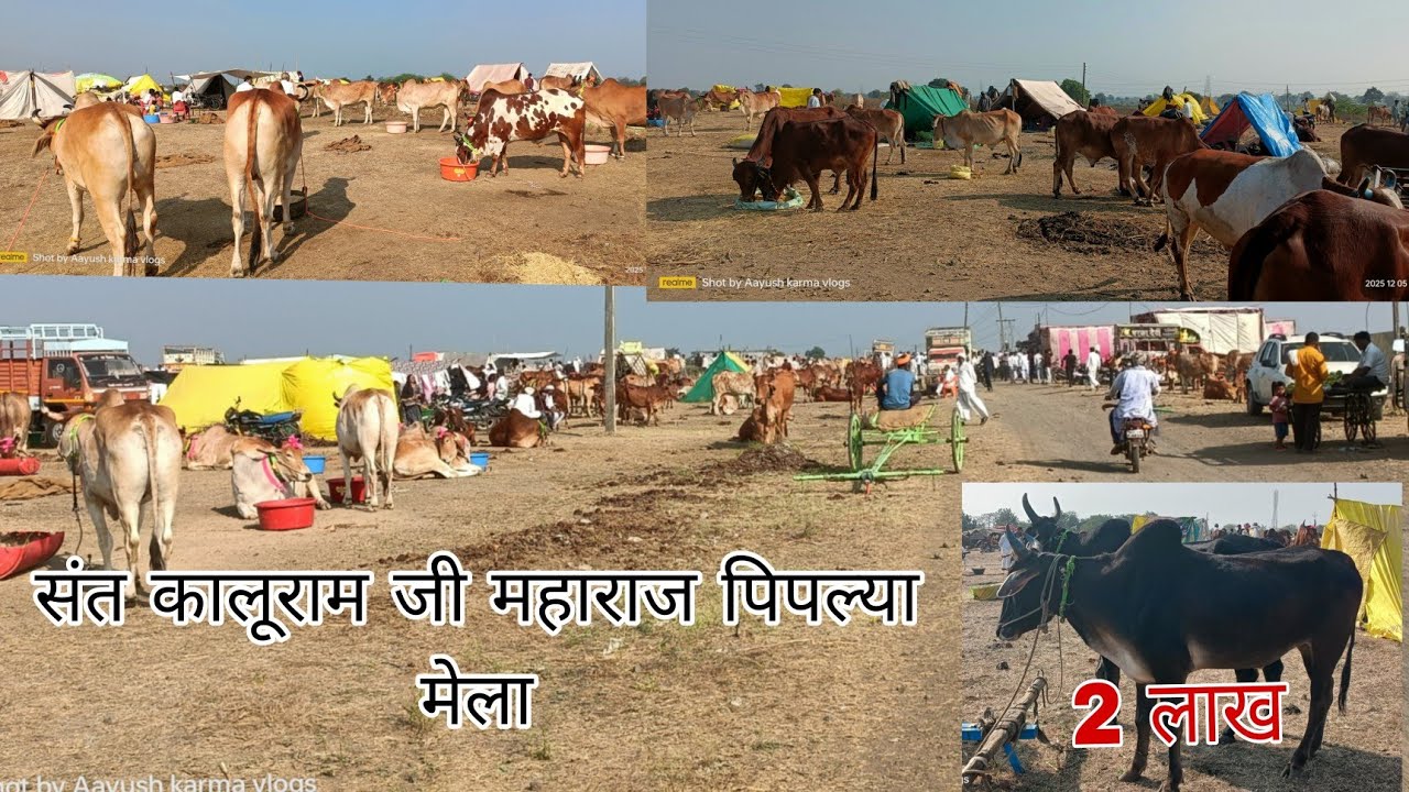 संत कालूराम जी महाराज पिपल्या मेला ! लाखों रुपये की बैल जोड़ी | पशु बाजार की सबसे महंगी बैल जोड़ !