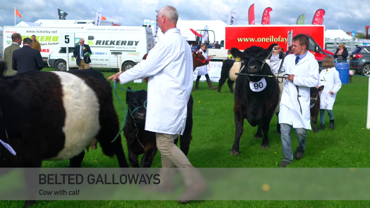 Galloway Bulls & Belted Galloway cows with Calf @ Dumfries Show (2017) 4K