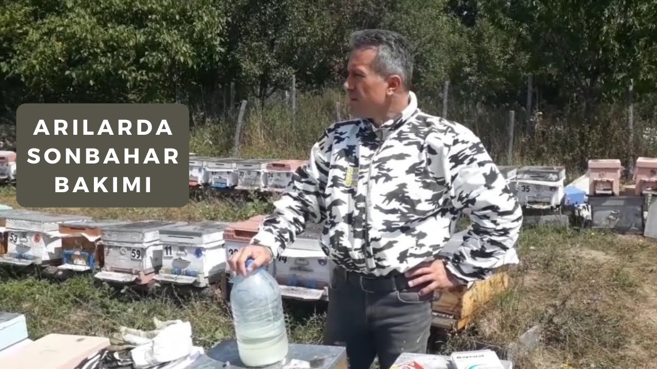 Arılarda Sonbahar Bakımı