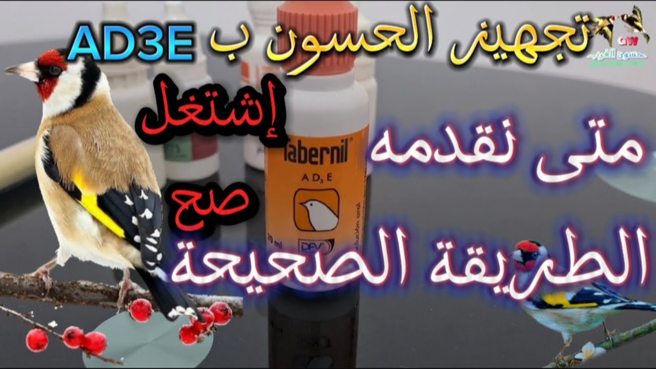 تجهيز الحسون بad3e | متى و ماهي طريقة التقديم الصحيحة والصحية #birds #الحسون #طيور